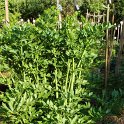 Levistichum officinale